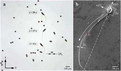 Characterization of Flagellar Propulsion of Soft Microrobotic Sperm in a Viscous Heterogeneous Medium